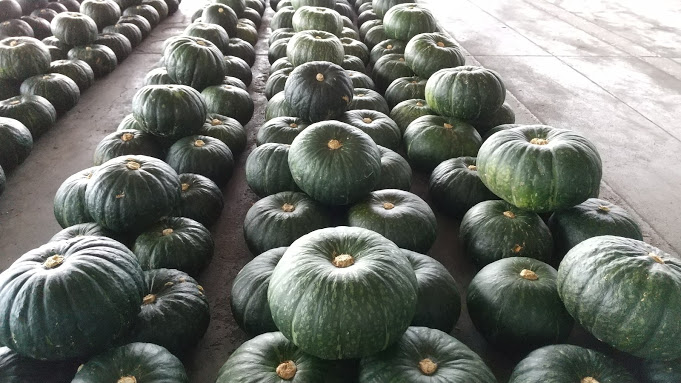 農業 かぼちゃ栽培 老後の生きがい いちごブログ