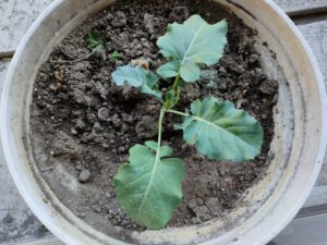 ブロッコリー鉢植え