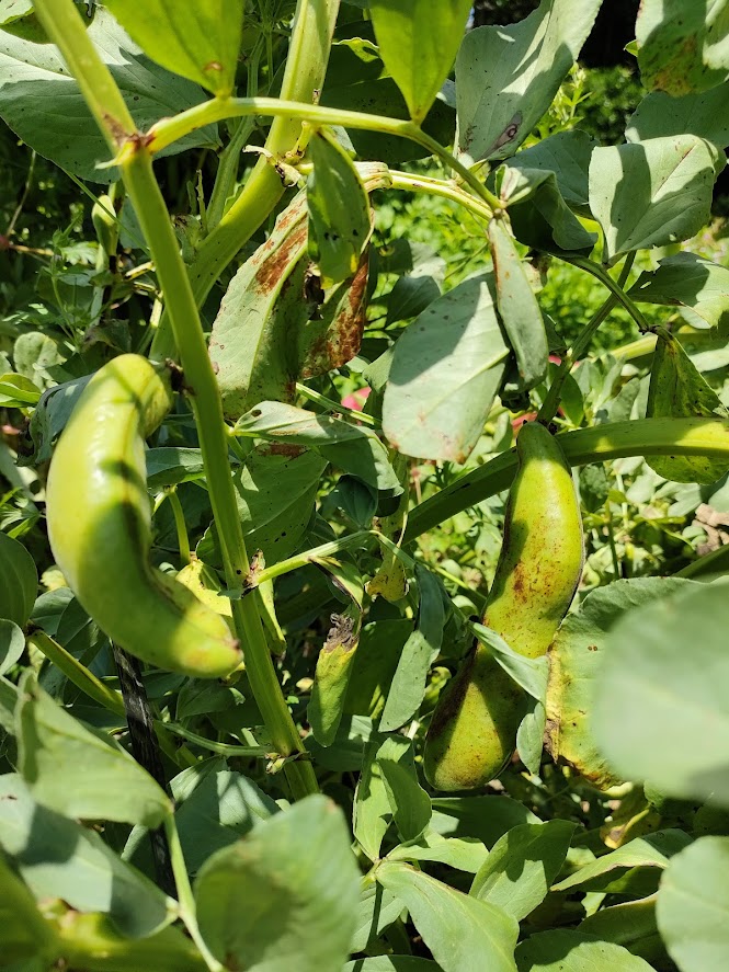 broad beans
