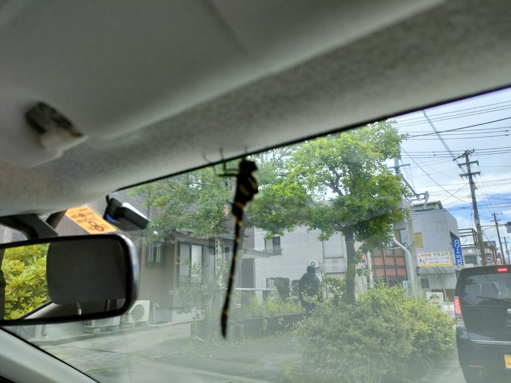 車内にとんぽ