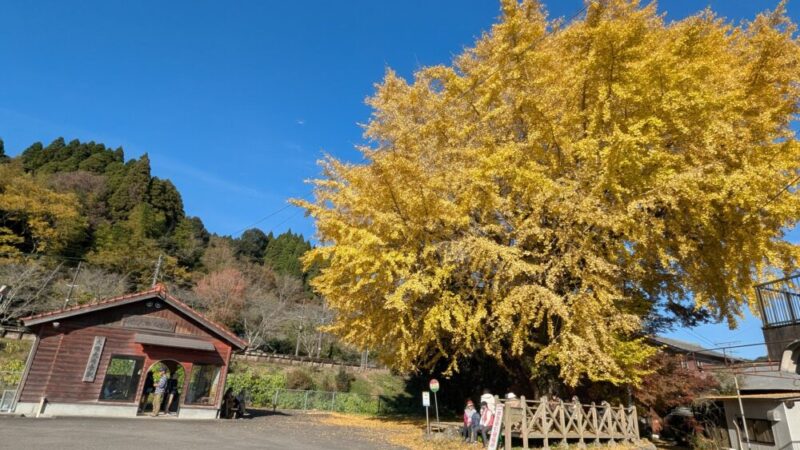 紅葉の季節「悠久の森ウォーキング大会」へ参加してきました！ 